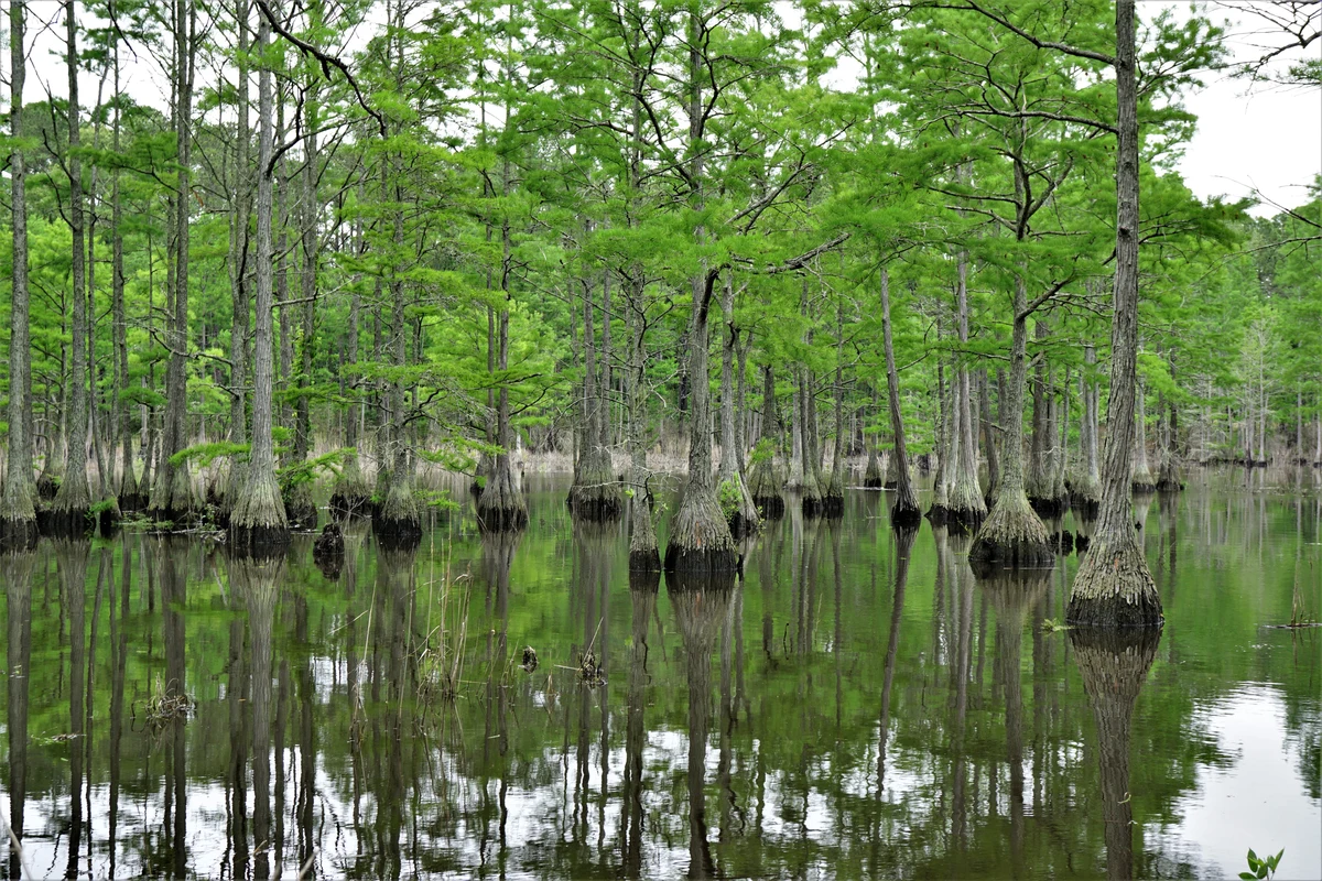 Bald cypress swamp with reflections at Carvers Creek State Park